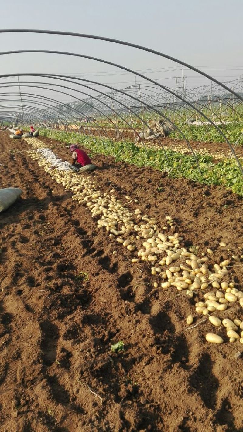 山东滕州市冷库荷兰十五土豆3两半以上通货冷库