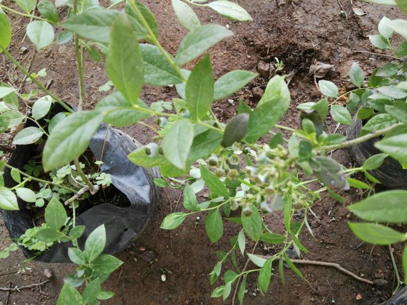 蓝莓苗30~50cm2年以上