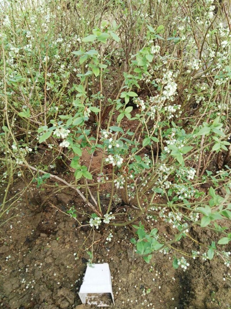 蓝莓苗30~50cm2年以上