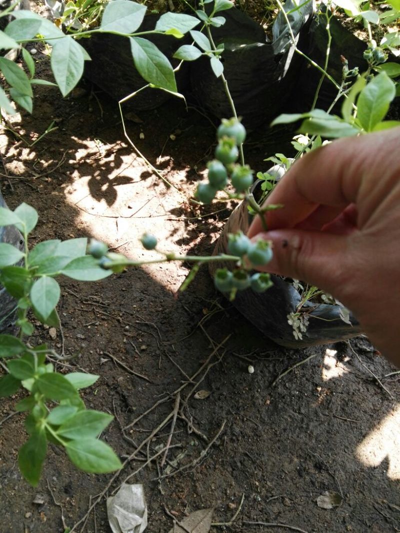蓝莓苗30~50cm2年以上