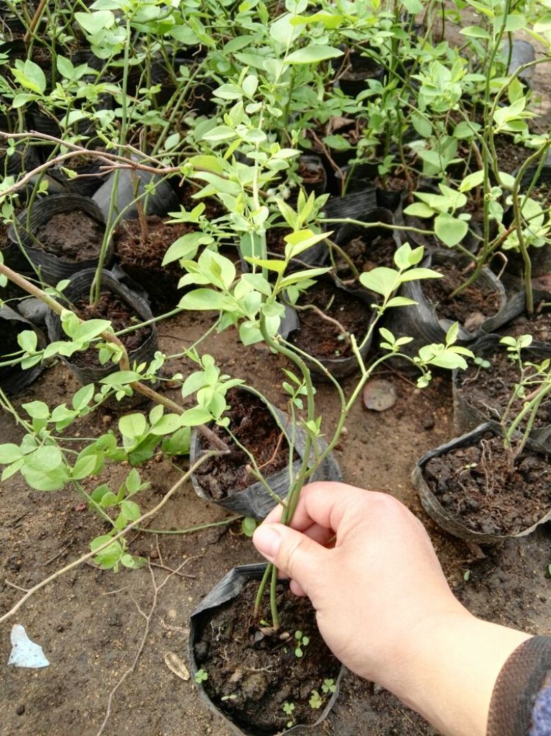 蓝莓苗30~50cm2年以上
