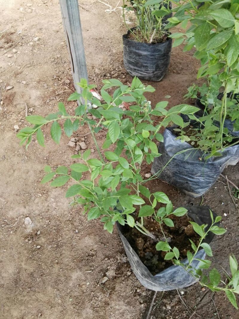 蓝莓苗30~50cm2年以上