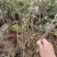 蓝莓苗30~50cm2年以上