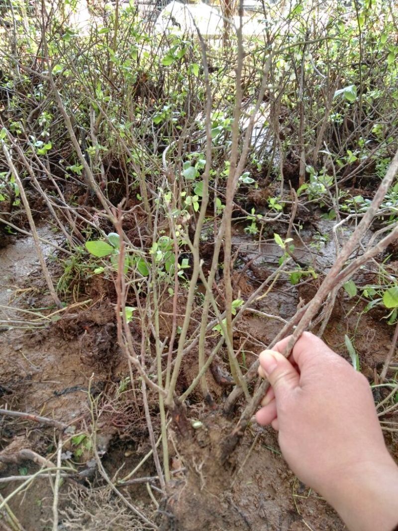 蓝莓苗30~50cm2年以上