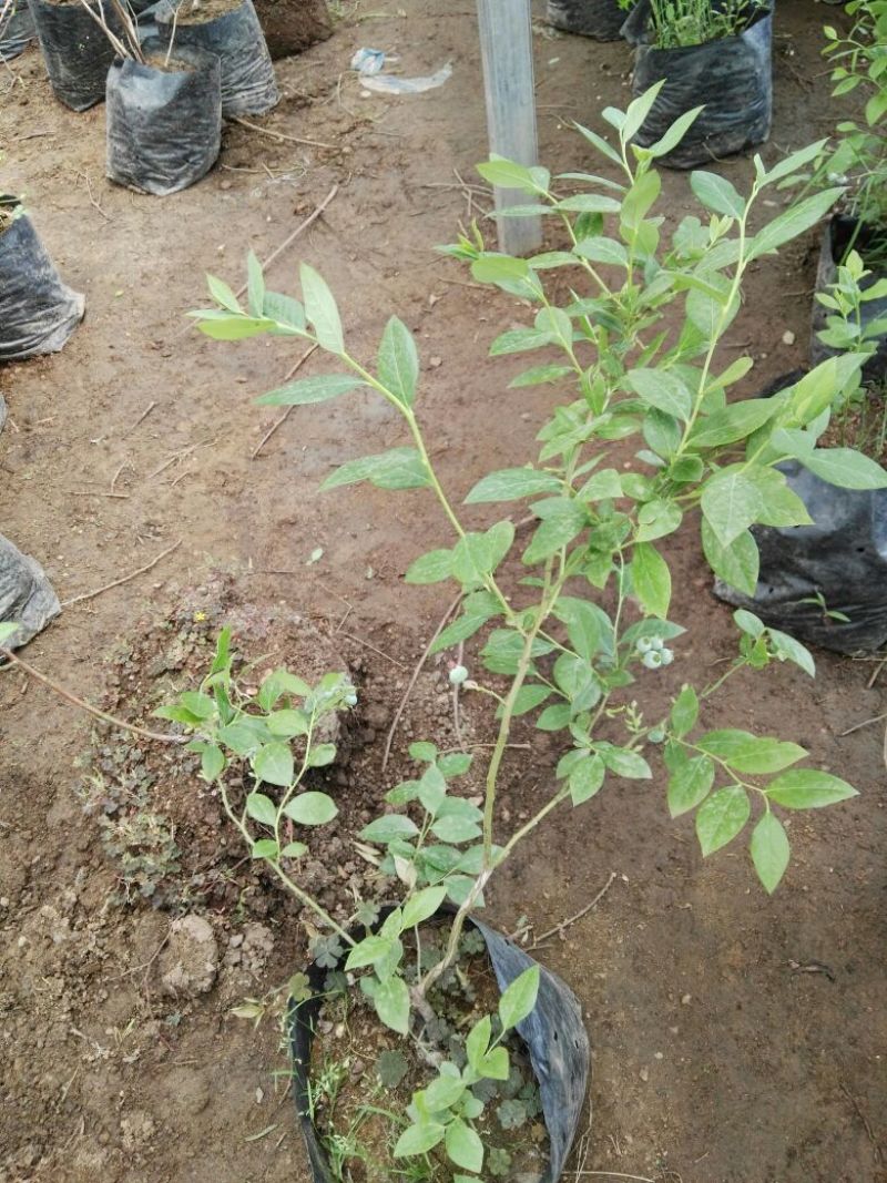 蓝莓苗30~50cm2年以上