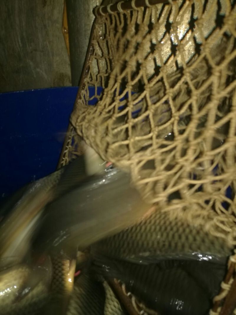 池鲤鱼食用2~3公斤