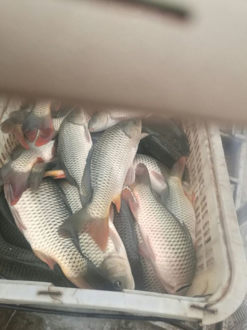 池鲤鱼食用2~3公斤