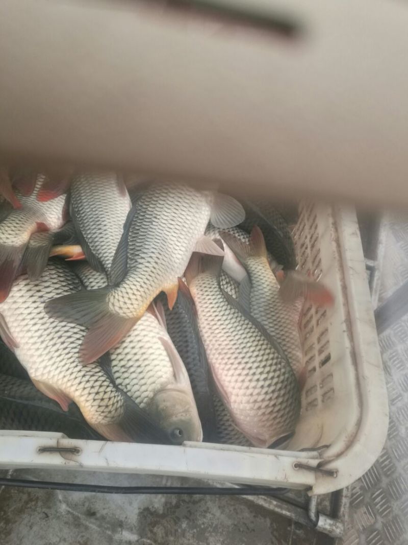 池鲤鱼食用2~3公斤