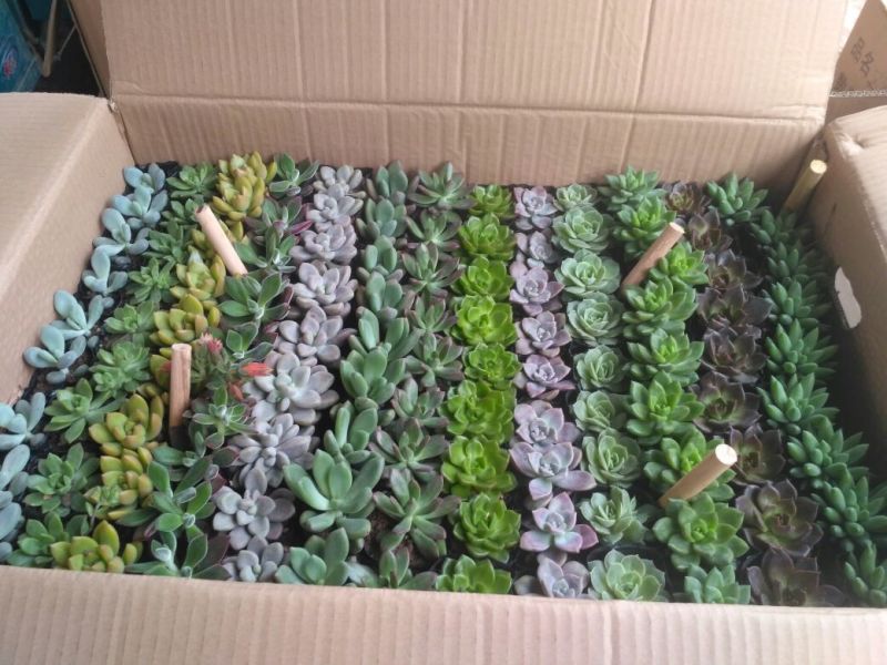 多肉植物含盆
