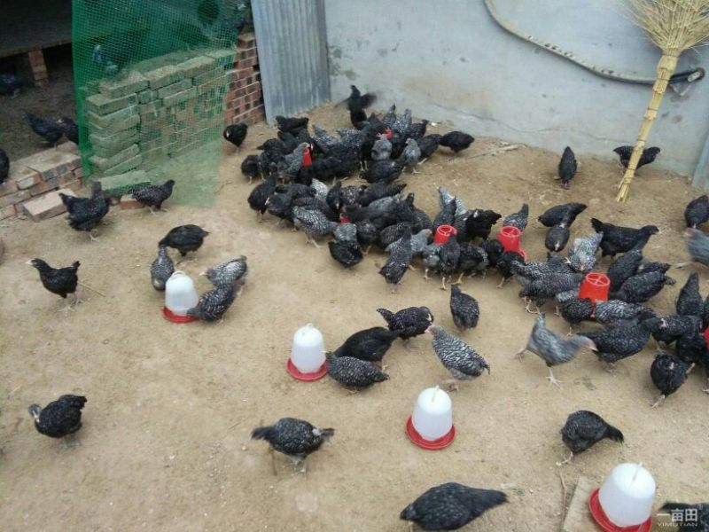 芦花鸡苗脱温苗500克以下通货