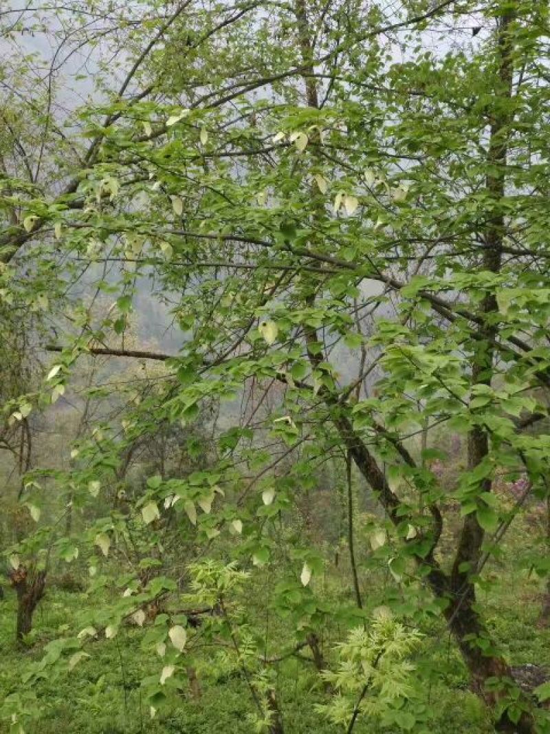 珙桐树1~1.5m