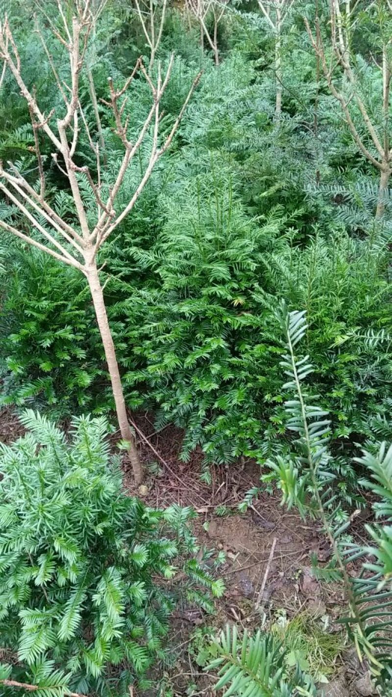 红豆杉盆景不含盆30~50cm