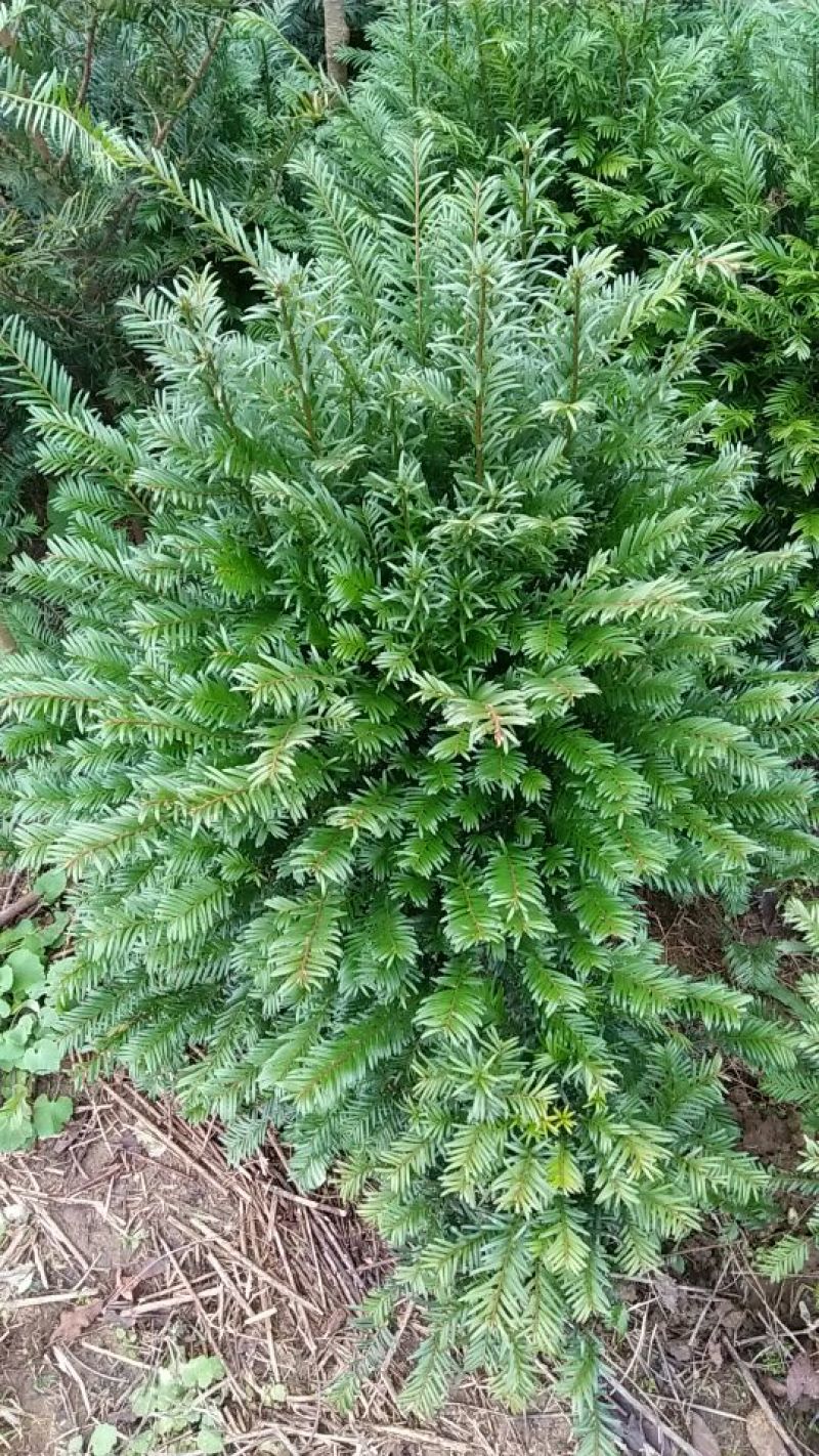 红豆杉盆景不含盆30~50cm