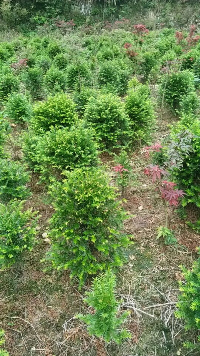 红豆杉盆景不含盆30~50cm