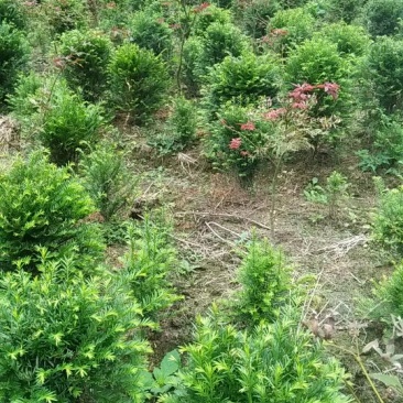 红豆杉盆景不含盆30~50cm