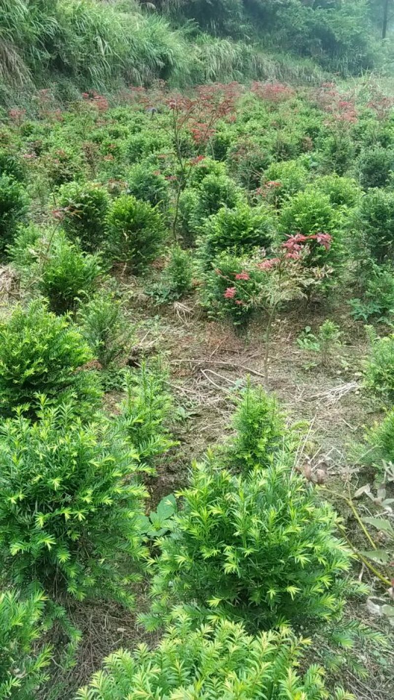 红豆杉盆景不含盆30~50cm