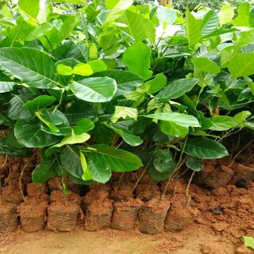 1号菠萝蜜苗稿接树