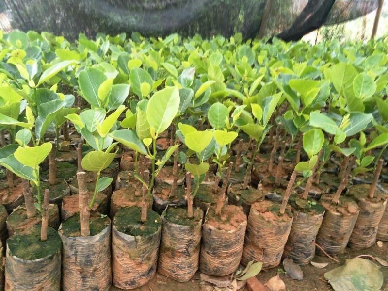 1号菠萝蜜苗稿接树