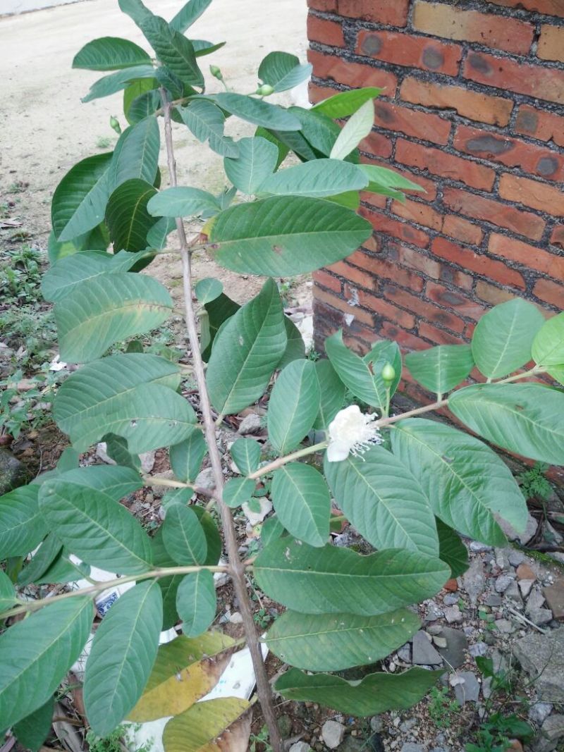 西瓜番石榴苗30~50cm