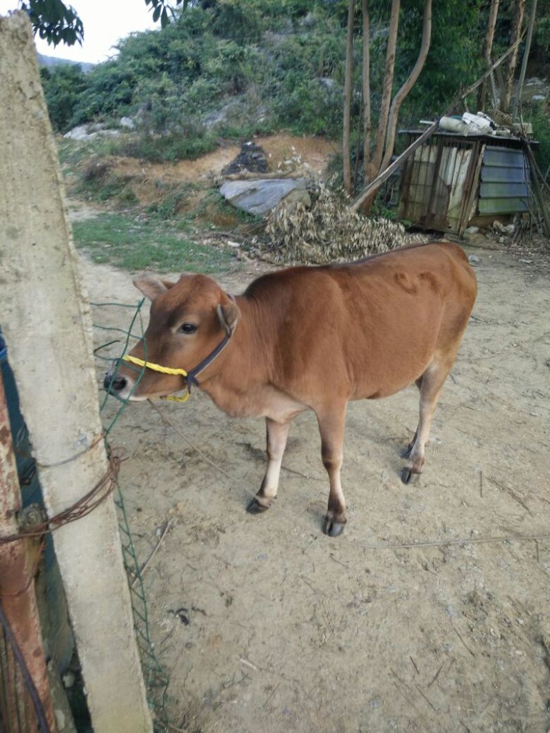 岭南黄牛100~200kg