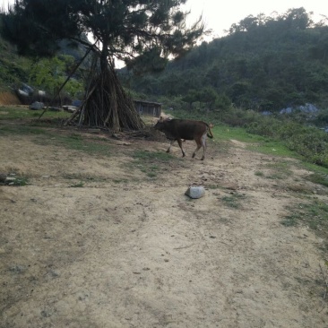 岭南黄牛100~200kg