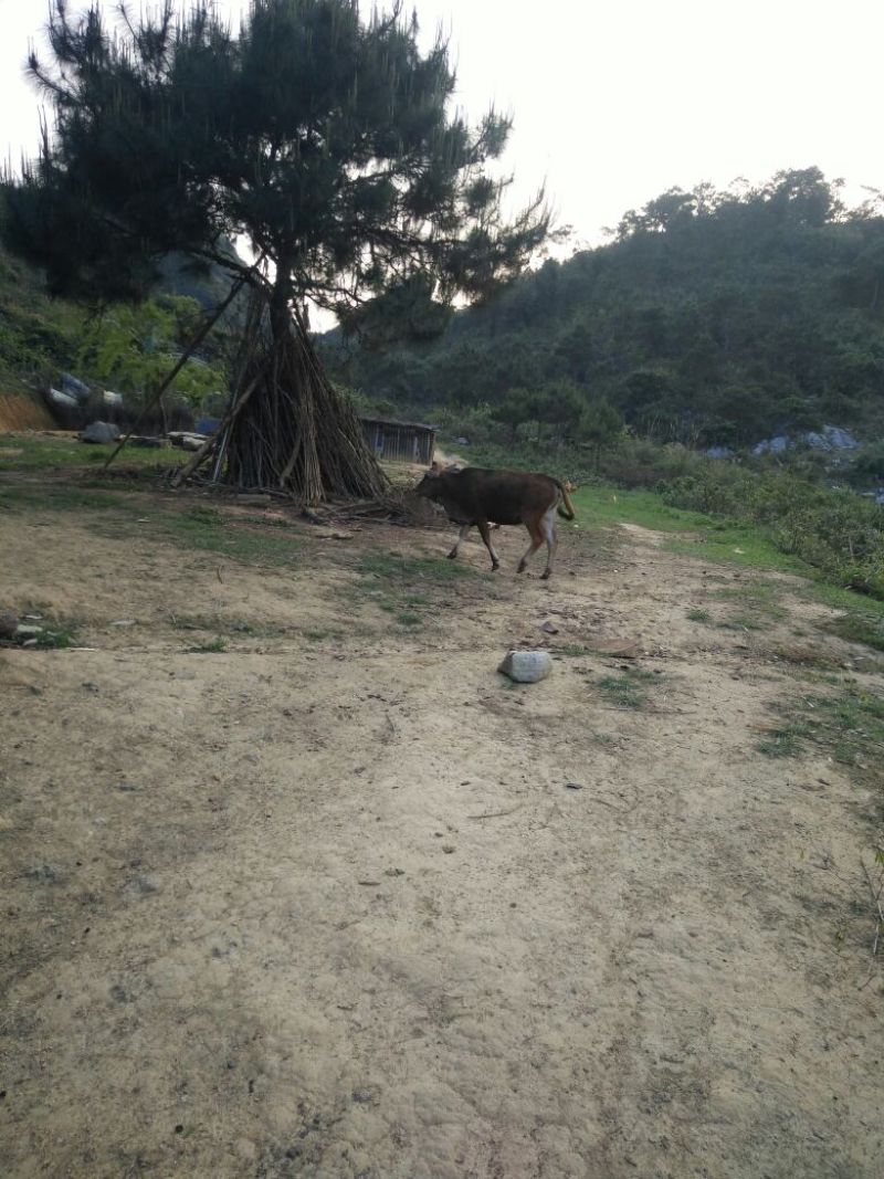 岭南黄牛100~200kg