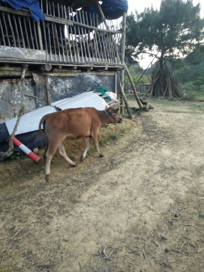 岭南黄牛100~200kg
