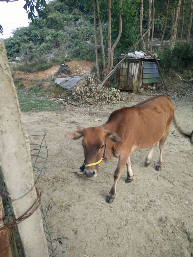 岭南黄牛100~200kg