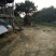 岭南黄牛100~200kg