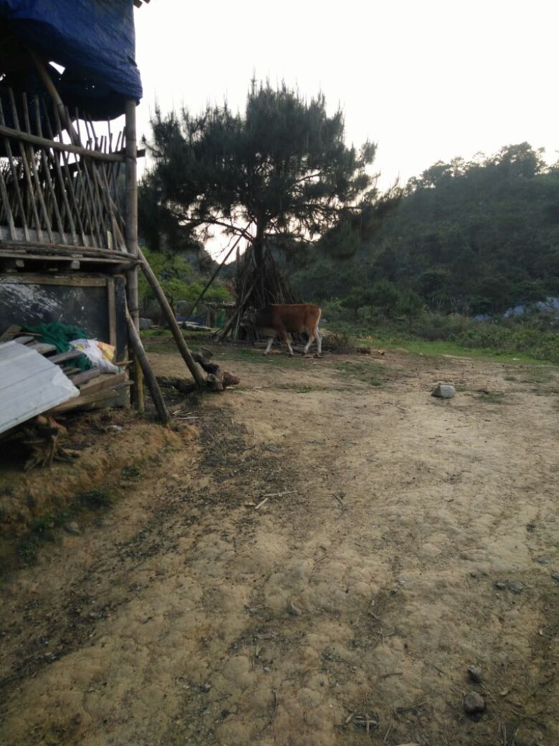 岭南黄牛100~200kg