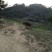 岭南黄牛100~200kg