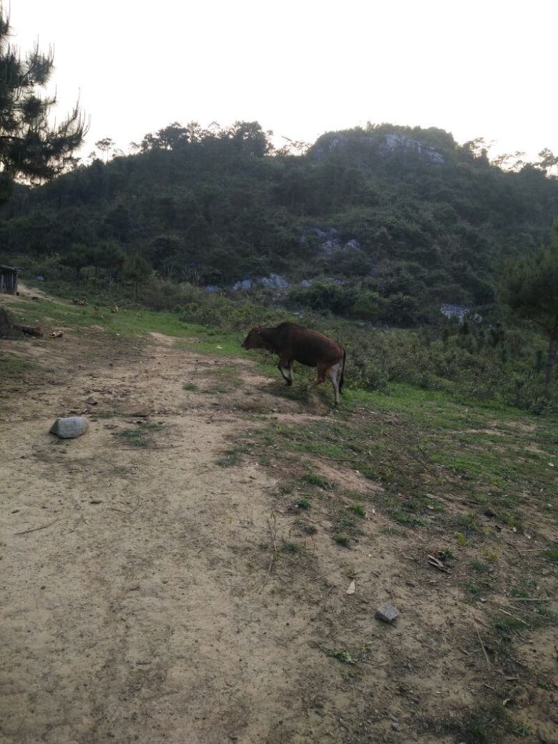岭南黄牛100~200kg