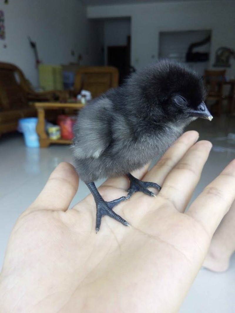 绿壳蛋鸡苗