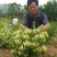 金银花1米以下