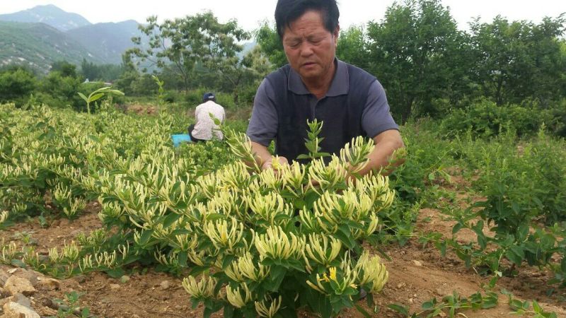 金银花1米以下