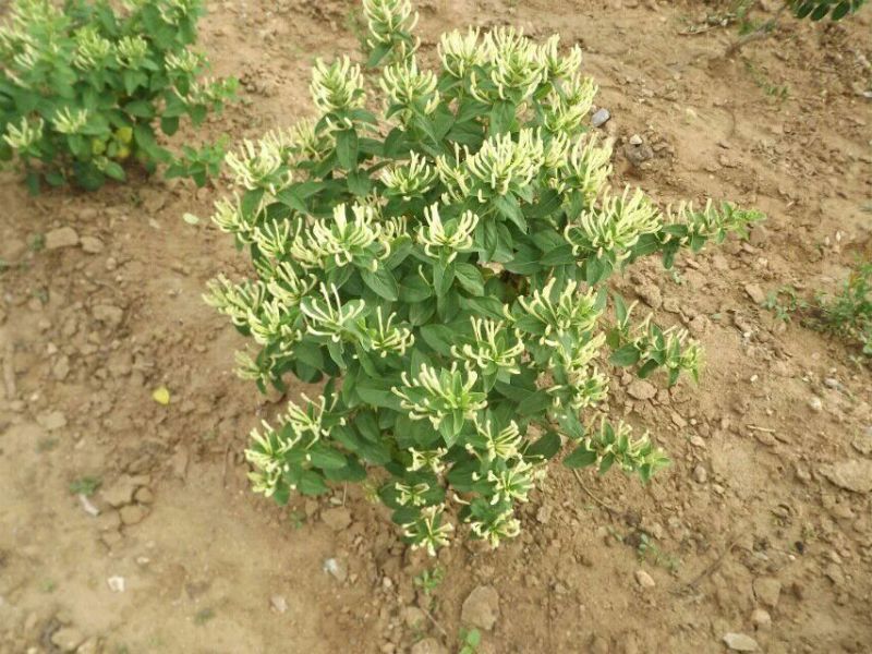 金银花1米以下