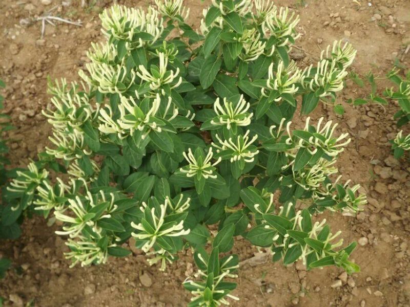 金银花1米以下