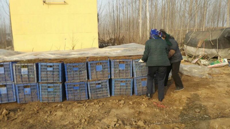 金银花1米以下