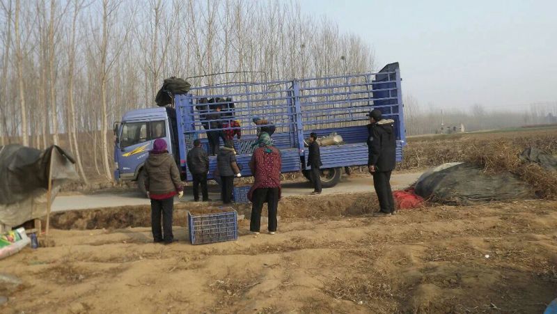 金银花1米以下