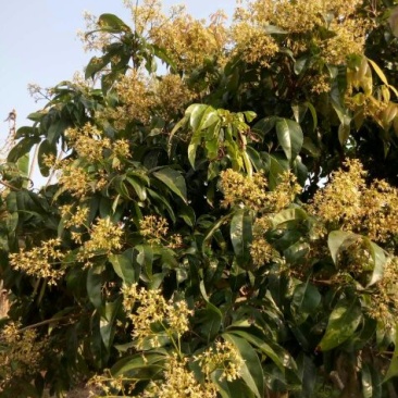 荔枝蜜1斤