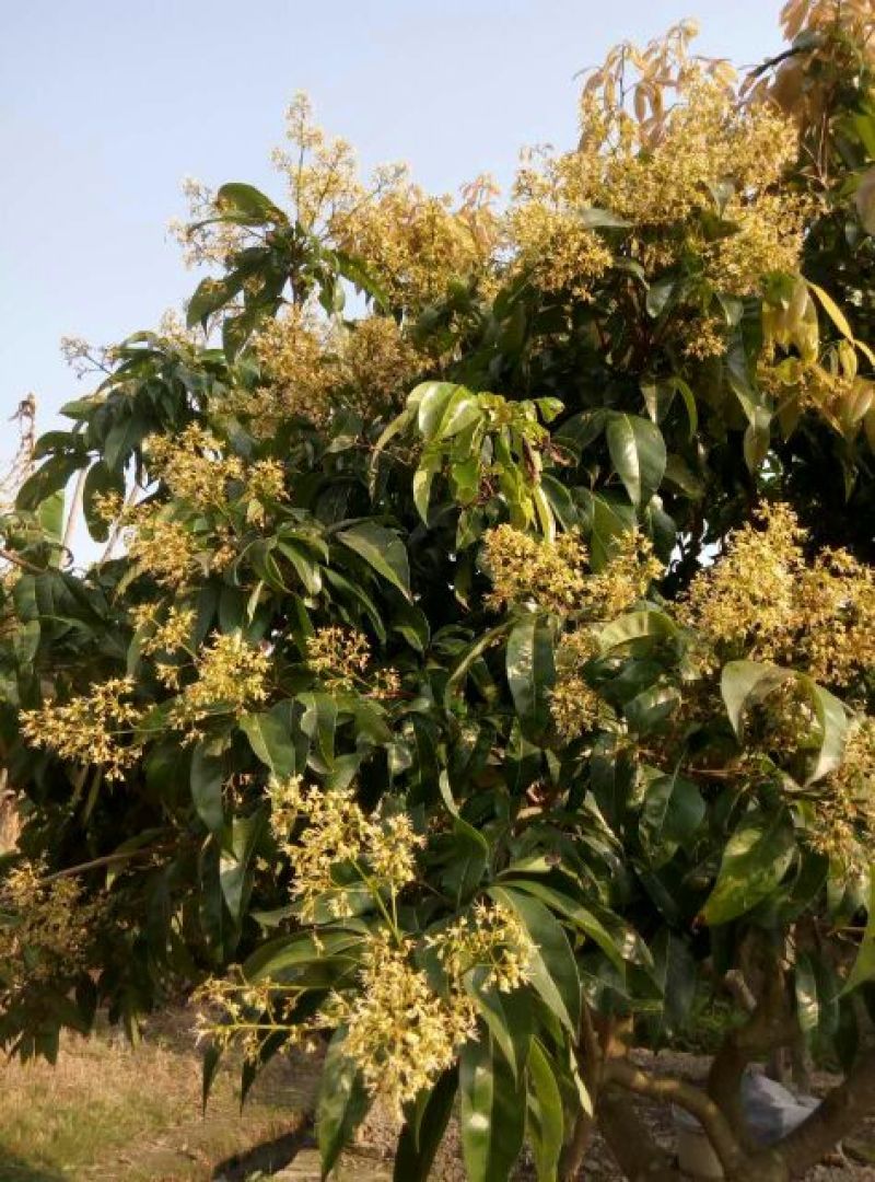 荔枝蜜1斤
