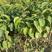 柿子树苗质量保证，成活率高苗圃直销包技术指导