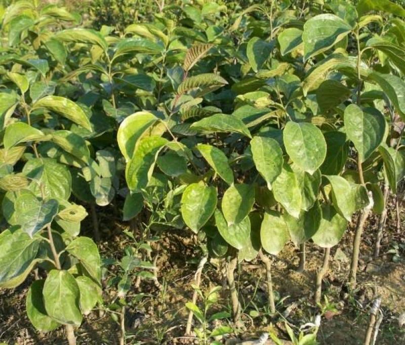 柿子树苗质量保证，成活率高苗圃直销包技术指导