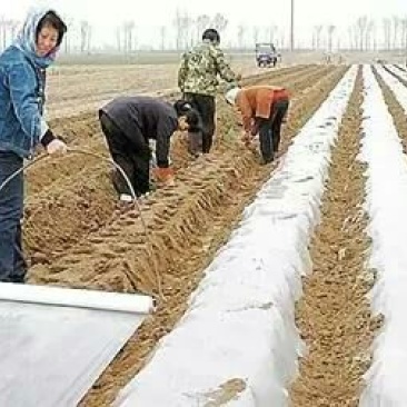 农资白色地膜保温保湿农用膜吹塑膜白地膜黑地膜果园蔬菜大棚