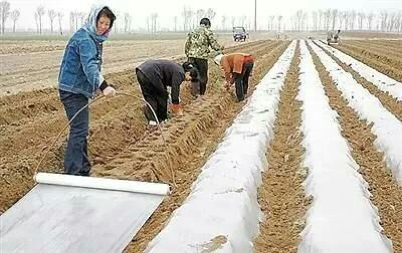 农资白色地膜保温保湿农用膜吹塑膜白地膜黑地膜果园蔬菜大棚