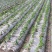 农资白色地膜保温保湿农用膜吹塑膜白地膜黑地膜果园蔬菜大棚