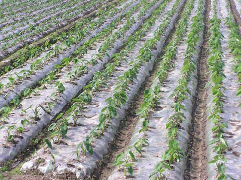 农资白色地膜保温保湿农用膜吹塑膜白地膜黑地膜果园蔬菜大棚