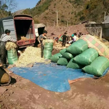 鱼腥草根塑料袋