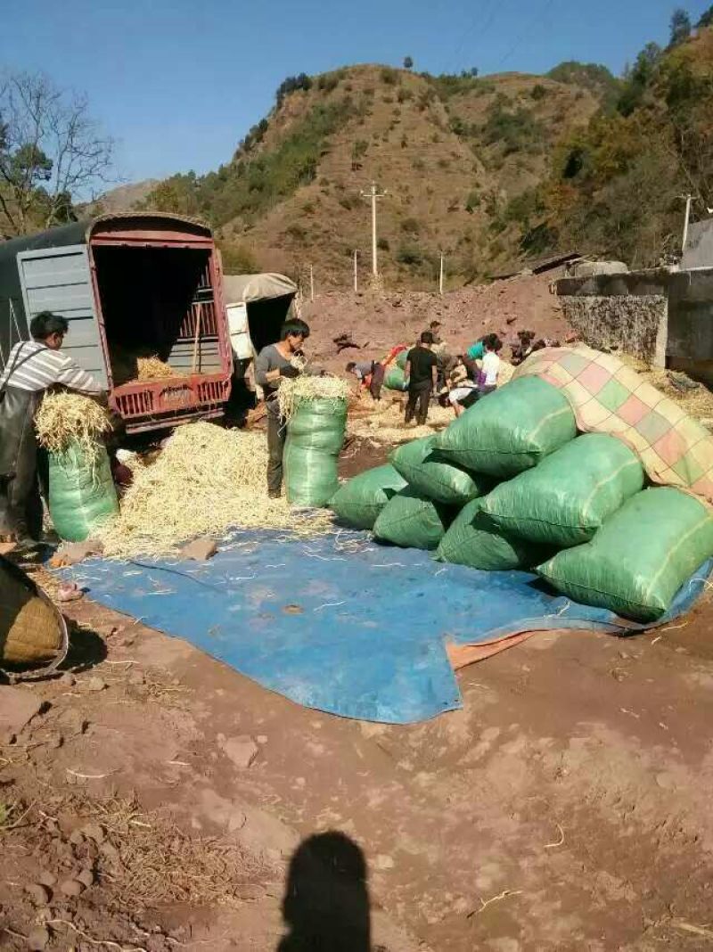 鱼腥草根塑料袋