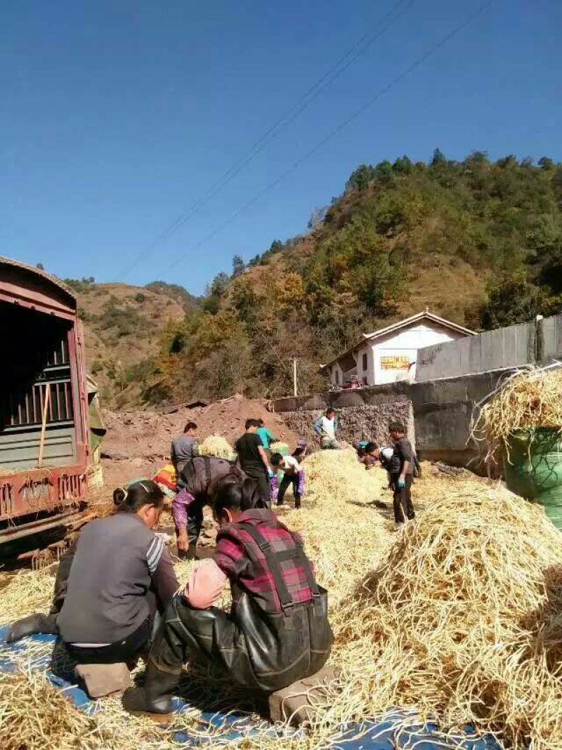 鱼腥草根塑料袋